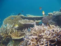 A future ocean that is too warm for corals might have half as many fish species