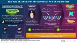 A genetic key to understanding mitochondrial DNA depletion syndrome