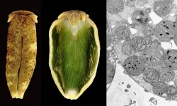 A genome of photosynthetic animals decoded