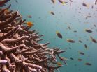 A glimmer of hope for corals as baby reef builders cope with acidifying oceans