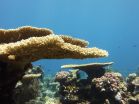 A glimmer of hope for corals as baby reef builders cope with acidifying oceans 2