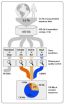 A glimpse into nature's looking glass -- to find the genetic code is reassigned 2