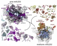 A glimpse into the formation of mitoribosome