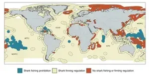 A global study reveals pathways to save threatened sharks, despite rising mortality trends 2