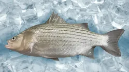 A green alternative for treating Streptococcus iniae bacteria in hybrid striped bass