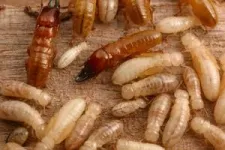 A greener, more effective way to kill termites 2