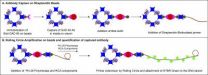 A highly sensitive microsphere-based assay for early detection of Type I diabetes