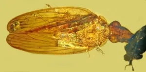 A jumping conclusion: Fossil insect ID’d as new genus, species of prodigious leaper, the froghopper