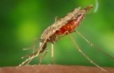 A key protein is discovered as essential for malaria parasite transmission to mosquitos 2