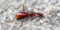 A kingdom of cave beetles found in Southern China