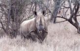 A legal trade in horn would improve rhino protection and help sustainable development