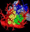 A mammal lung, in 3-D