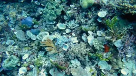 A marine mystery: Discovering the link between  climate change and sea sponge loss