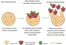 A master cancer gene hijacks a molecular crowbar to make breast cancer cells invasive