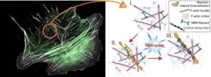 A mechanism by which cells build mini-muscles underneath their nucleus identified