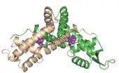 A microbial biorefinery provides new insight into how bacteria regulate genes