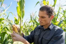 A mixed origin made maize successful