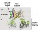 A model-free way to characterize polymodal ion channel gating