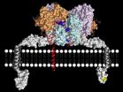 A molecular scissor related to Alzheimer's disease