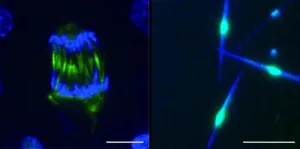 A molecular switch reshapes a dividing cell in minutes