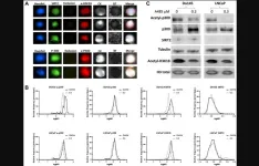 A multiplex assay to assess activated p300/CBP in circulating prostate tumor cells