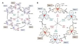 A nanoprobe developed for visual quantitative detection of pesticides 3