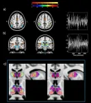 A network that spreads light and the role of thalamus in our brain