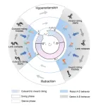 A neural coordination strategy for attachment and detachment of a climbing robot inspired by gecko locomotion