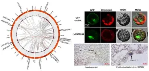 A new attempt to identify salt gland development and salt resistance genes of Limonium bicolor ——Identification of bHLH gene family and its function analysis in salt gland development