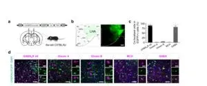 A new breakthrough in obesity research allows you to lose fat while eating all you want 2