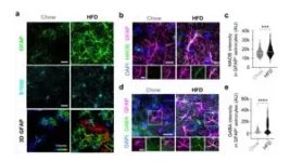 A new breakthrough in obesity research allows you to lose fat while eating all you want 3