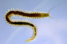 A new breakthrough in understanding regeneration in a marine worm