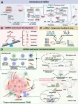 A new chapter in cancer treatment: Innovative strategies and technologies of miRNA