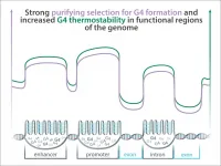 A new class of functional elements in the human genome?