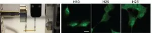 A new CNIC study describes a mechanism whereby cells respond to mechanical signals from their surroundings 2