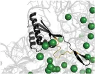 A new CNIC study describes a mechanism whereby cells respond to mechanical signals from their surroundings 3