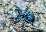 A new cryptic spider species from Africa