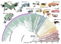A new family tree revises our understanding of bird evolution 2