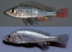 A new fish species from Lake Victoria named in honor of the author of Darwins Dreampond