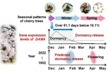 A new forecasting model based on gene activity predicts when Japan’s cherry buds awake from dormancy