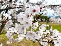 A new forecasting model based on gene activity predicts when Japan’s cherry buds awake from dormancy 2