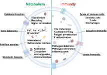 A new frontier in diabetes research through lysosomal dysfunction and pancreatic tissue