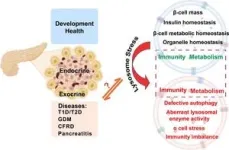 A new frontier in diabetes research through lysosomal dysfunction and pancreatic tissue 2