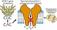 A new genetic cause for a progressive form of epilepsy identified
