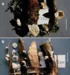 A new genus of fungi on grasses