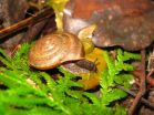 A new land snail species named for equal marriage rights