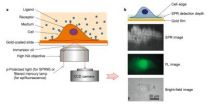 A new look at proteins in living cells