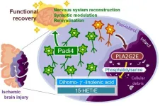 A new mechanism encouraging the brain to self-repair after an ischemic stroke