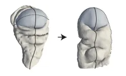 A new mechanism for shaping animal tissues