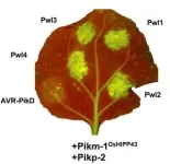 A new method for protection from plant pathogens could help support global food security.  2